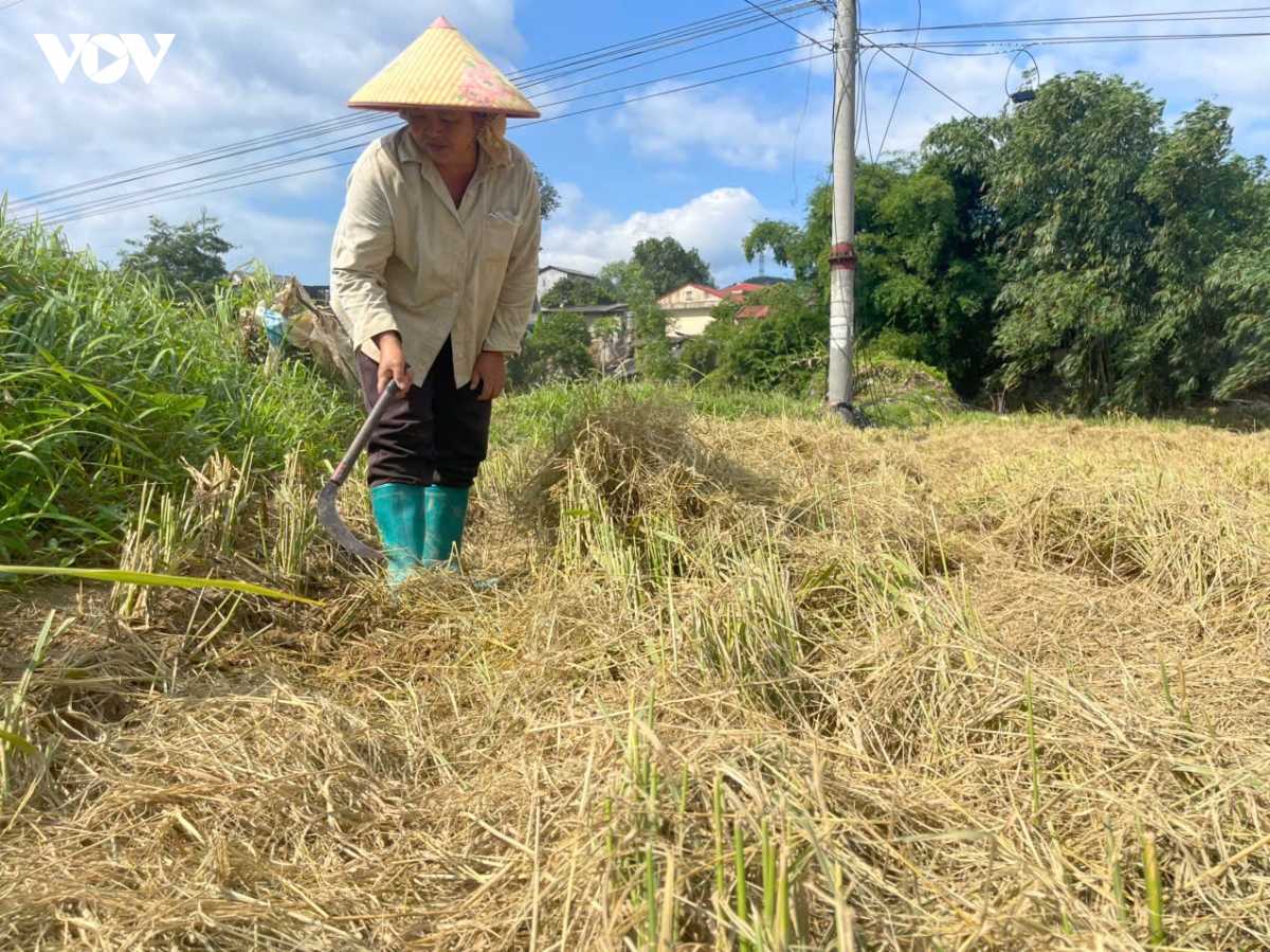 thai nguyen tap trung khoi phuc san xuat nong nghiep sau mua lu hinh anh 2
