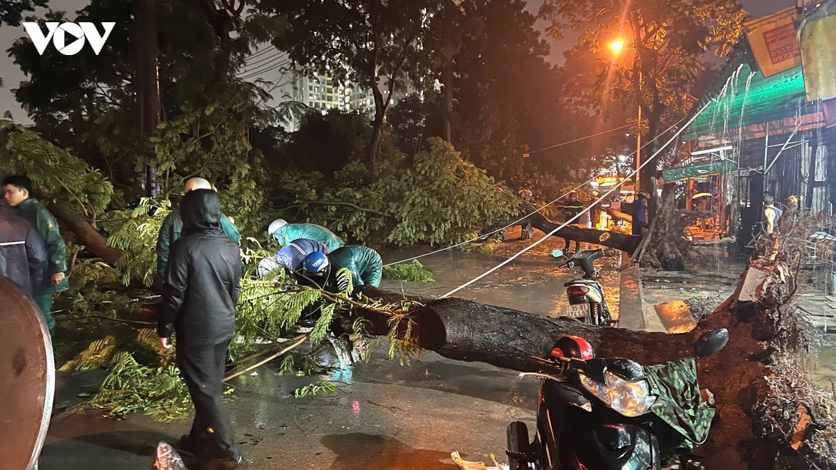 cay xanh bat goc de trung hai ba chau o tp.hcm hinh anh 1