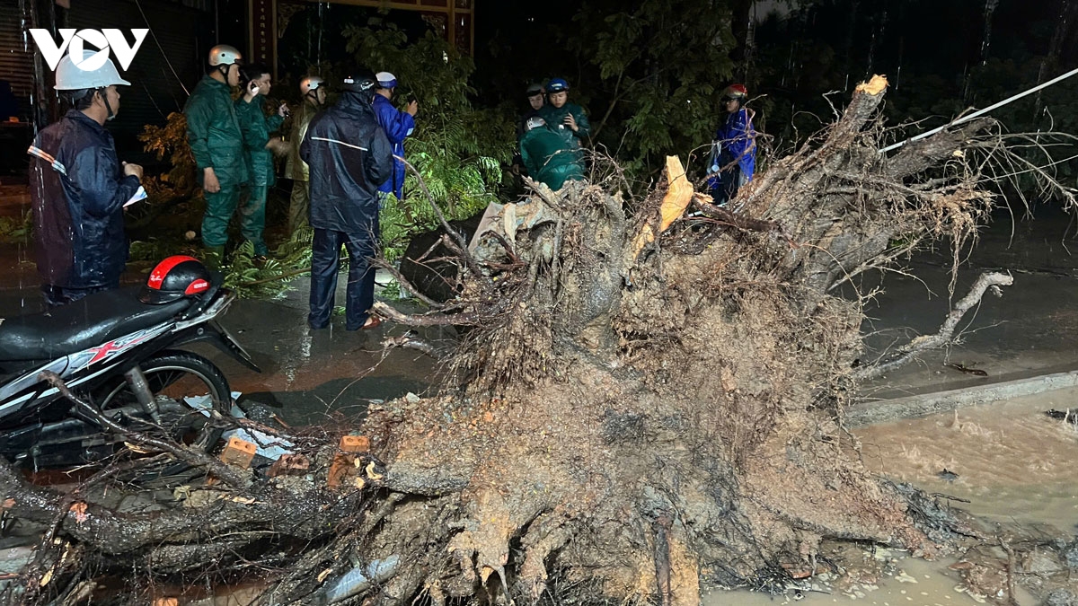 cay xanh bat goc de trung hai ba chau o tp.hcm hinh anh 2