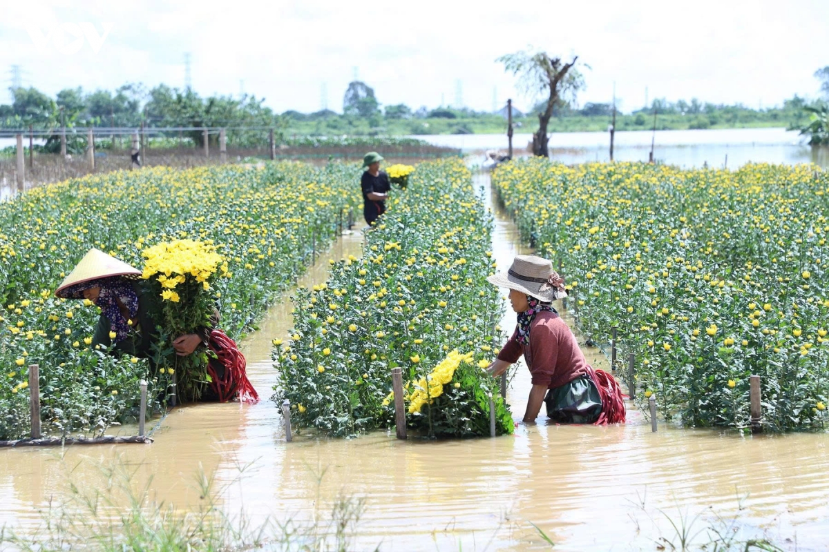 lu du cuon troi giac mo tet cua lang hoa my tan, ninh binh hinh anh 4