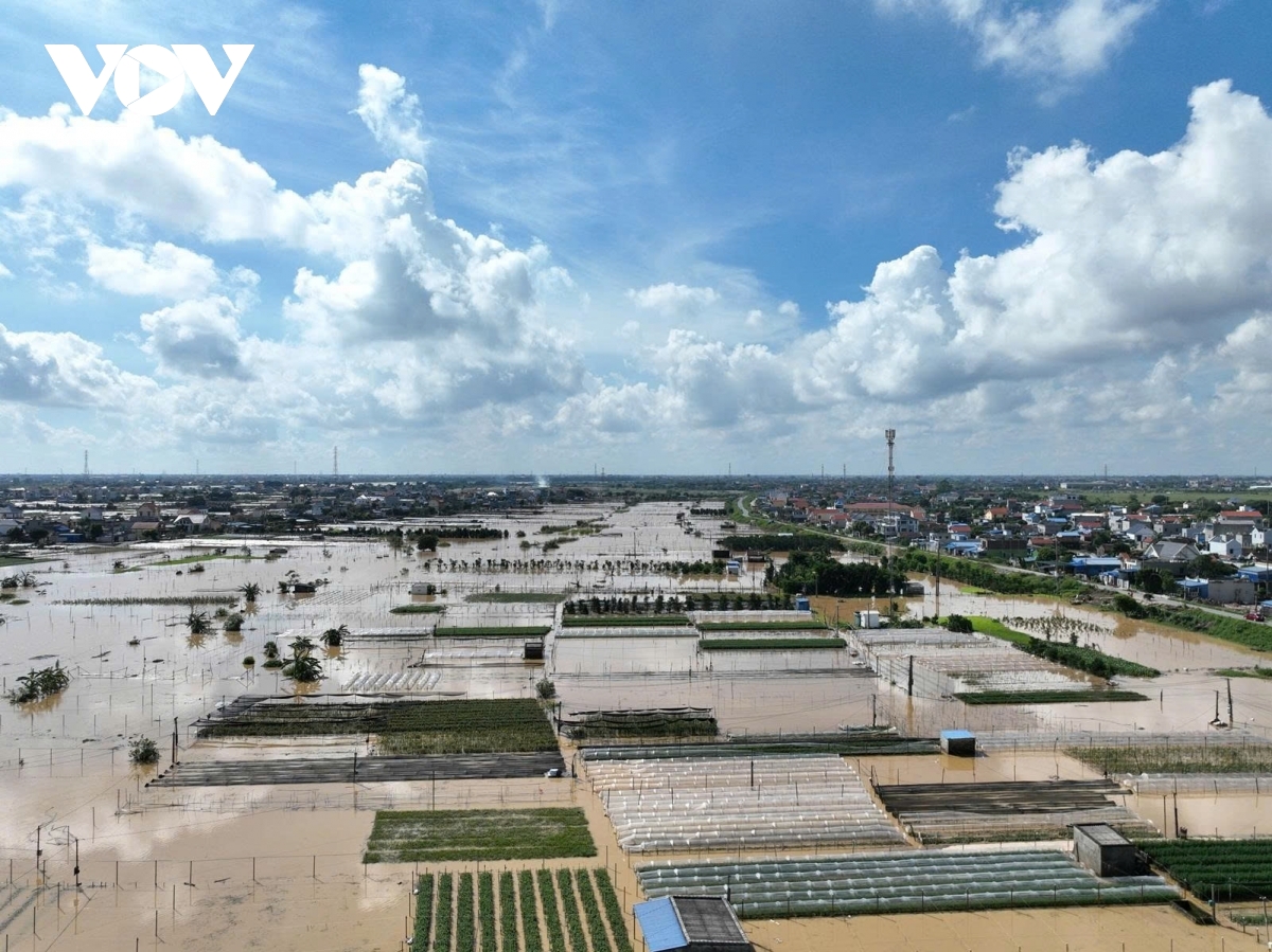 Làng hoa Mỹ Tân (Ninh Bình) bị chìm trong lũ, nông dân lo trắng tay