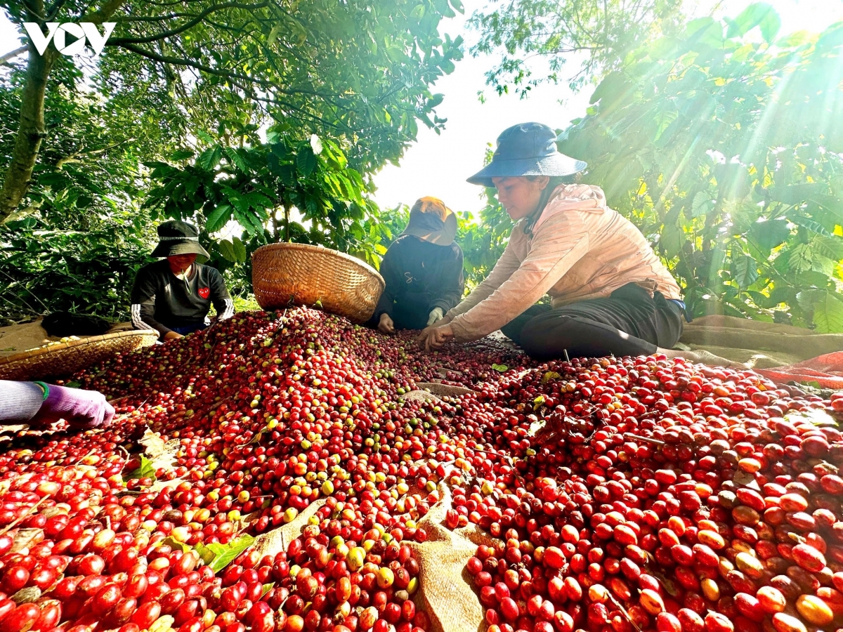 khoi dong chien luoc xay dung thuong hieu quoc gia cho ca phe robusta viet nam hinh anh 4