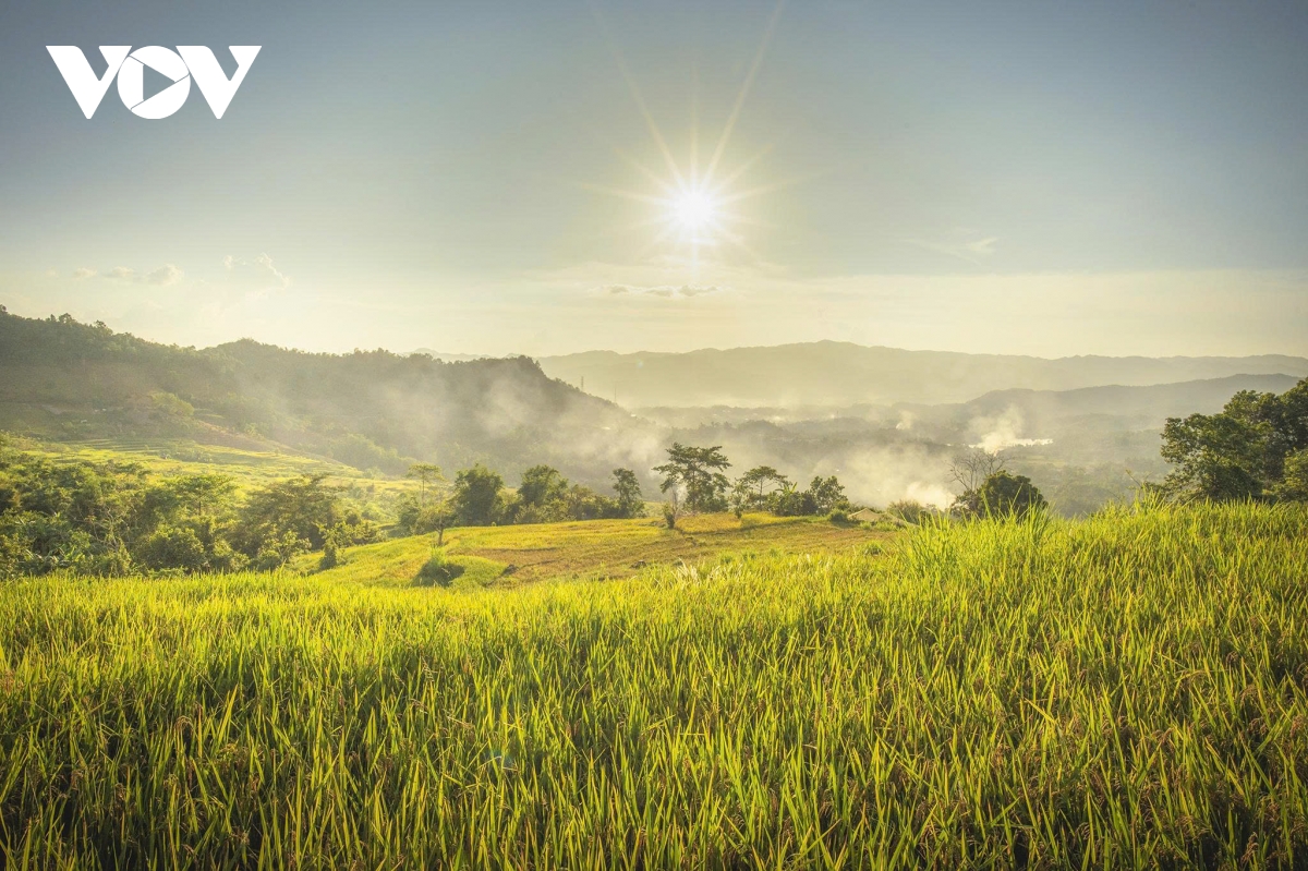 ពណ៌ផ្កាស្អាតណាស់ មើលទៅដូចរូប ៣