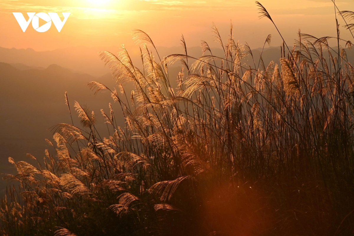 ពណ៌នៃផ្កាធ្លាក់ចុះជាមួយនឹងរូបរាងដ៏ស្រស់ស្អាតដោយគ្មានគុណវិបត្តិ។ រូបភាពទី 4