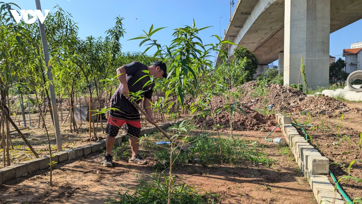 nguoi trong dao nhat tan vuc day sau lu, tat bat tai tao vuon don tet hinh anh 5