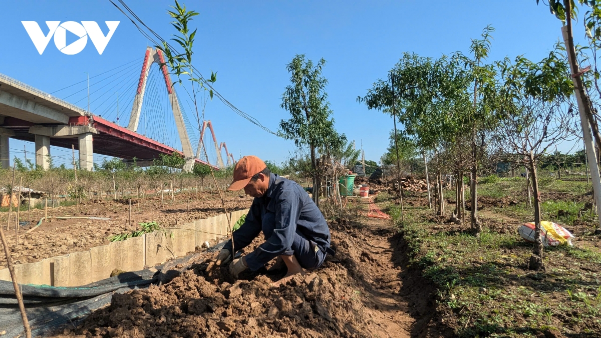 Người trồng đào Nhật Tân vực dậy sau lũ, tất bật tái tạo vườn đón Tết