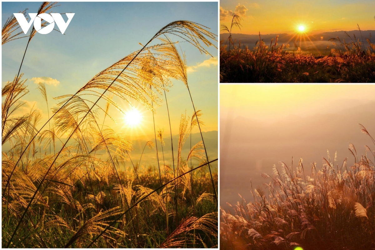 ពណ៌នៃផ្កាធ្លាក់ចុះជាមួយនឹងរូបរាងដ៏ស្រស់ស្អាតដោយគ្មានគុណវិបត្តិ។ រូបភាព ៨