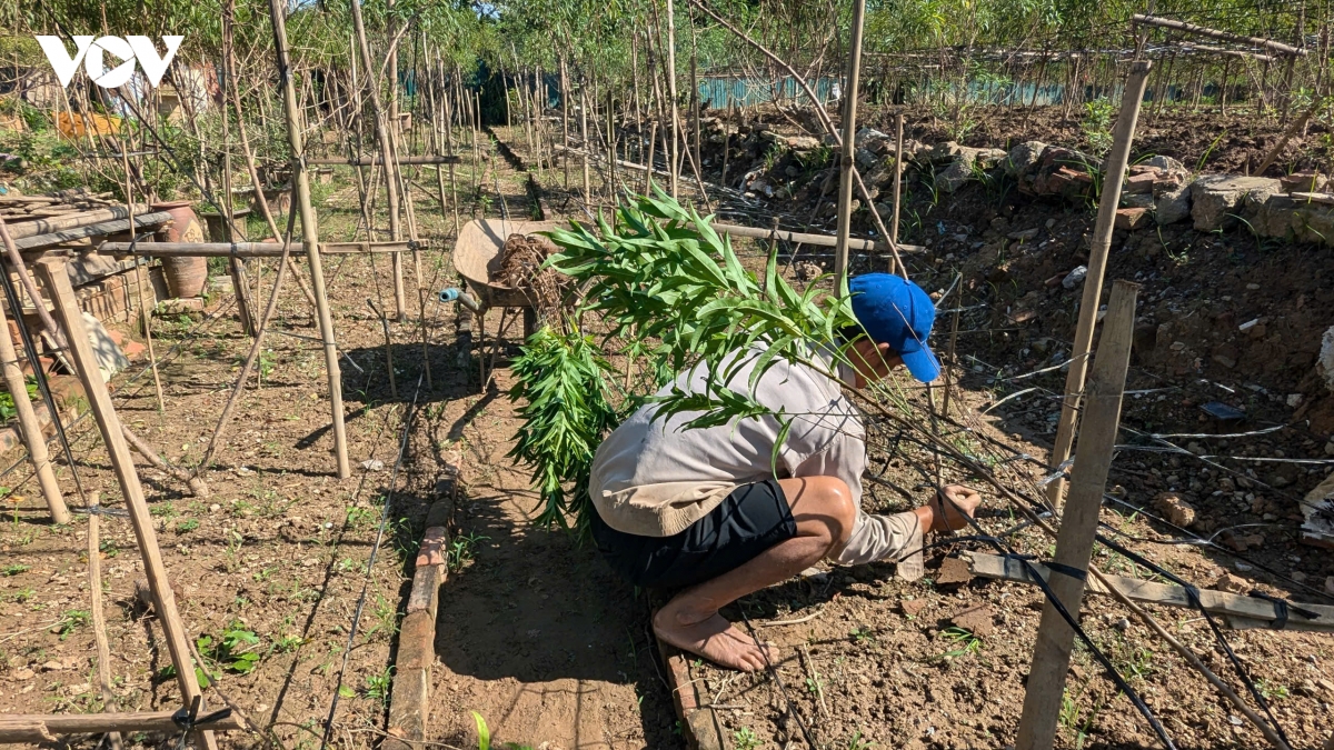 nguoi trong dao nhat tan vuc day sau lu, tat bat tai tao vuon don tet hinh anh 8
