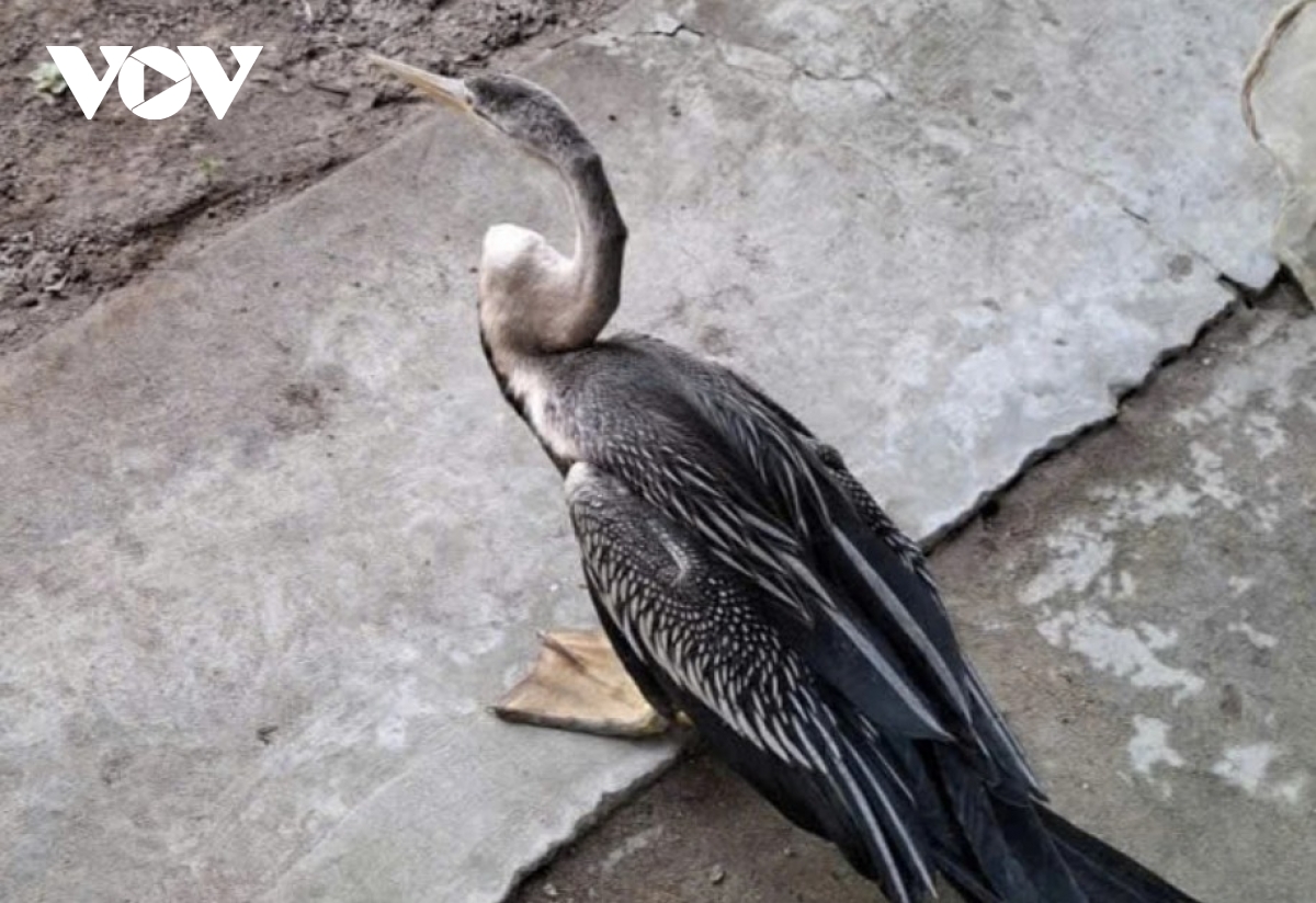 Bàn giao chim quý hiếm cho trại rắn Đồng Tâm nuôi dưỡng