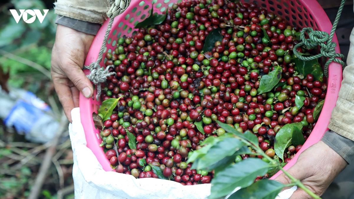 Giá cà phê hôm nay 13/8: Giá cà phê Robusta và Arabica tăng - giảm trái chiều