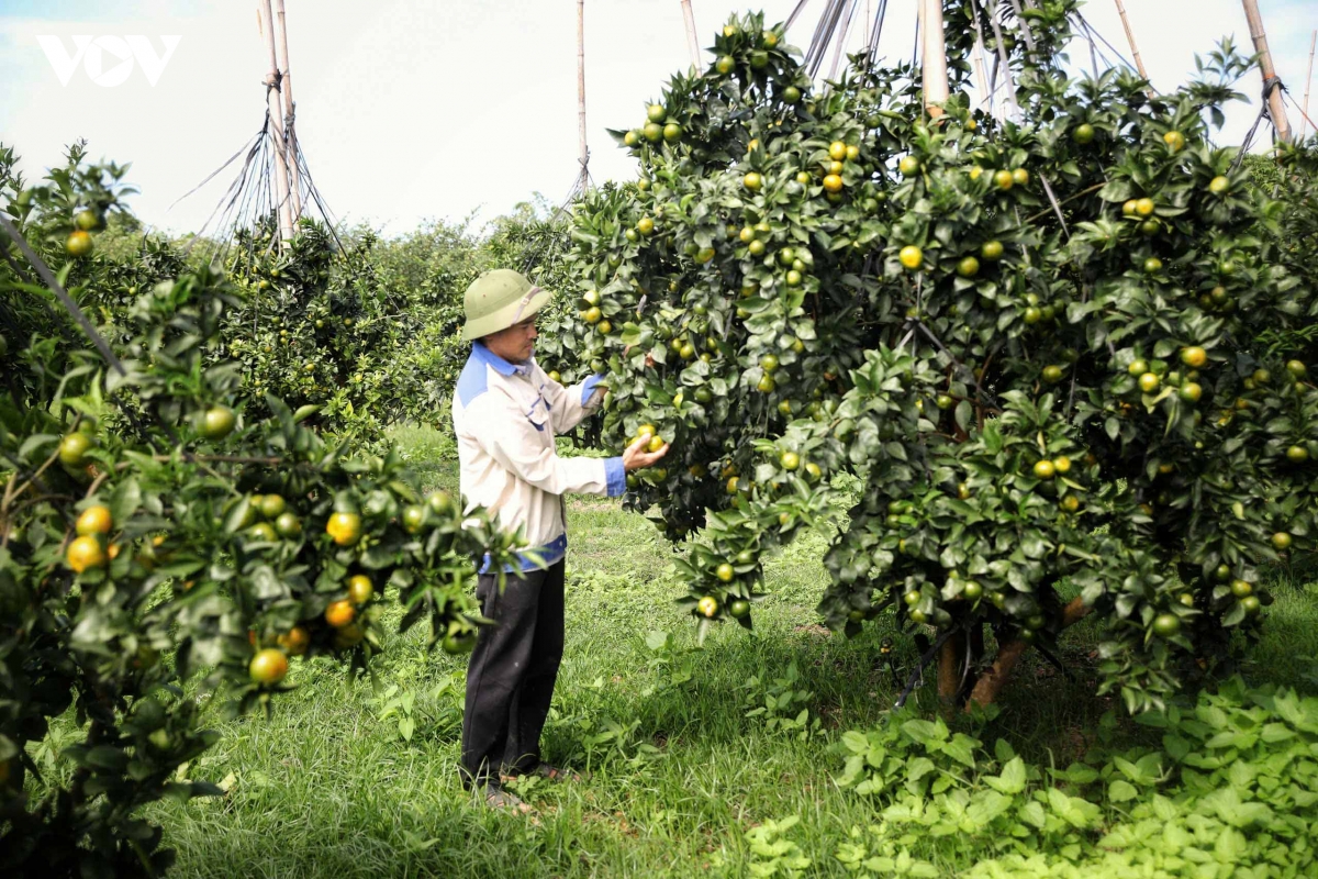 bac ninh xay dung thuong hieu ben vung cho san pham cay co mui hinh anh 1