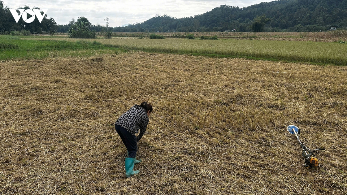 cao bang ho tro nong dan khoi phuc san xuat sau lu lut hinh anh 1