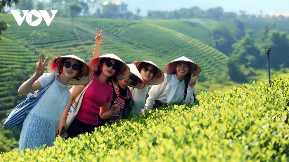 Đầu tư khoa học kỹ thuật, câu chuyện chè Thái Nguyên được kể theo cách riêng