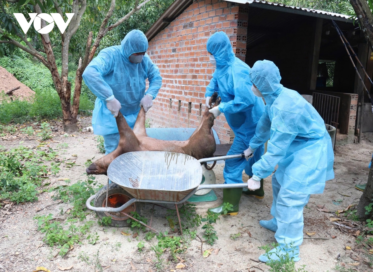 Khánh Hòa mở đợt cao điểm phòng, chống dịch tả lợn châu Phi và cúm gia cầm