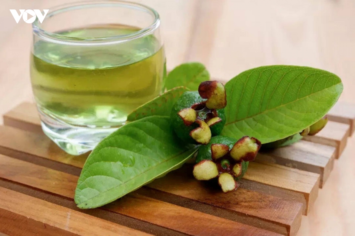 loai la duoc coi la thuoc quy , cuc tot cho suc khoe nhieu nguoi lai toan bo di hinh anh 1