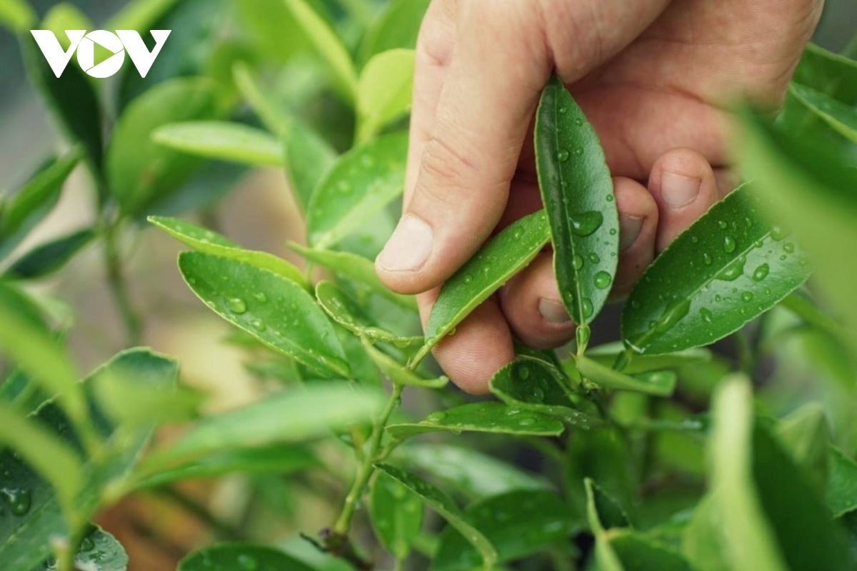  vi thuoc quy o viet nam moc day vuon nhung khong phai ai cung biet tan dung hinh anh 1