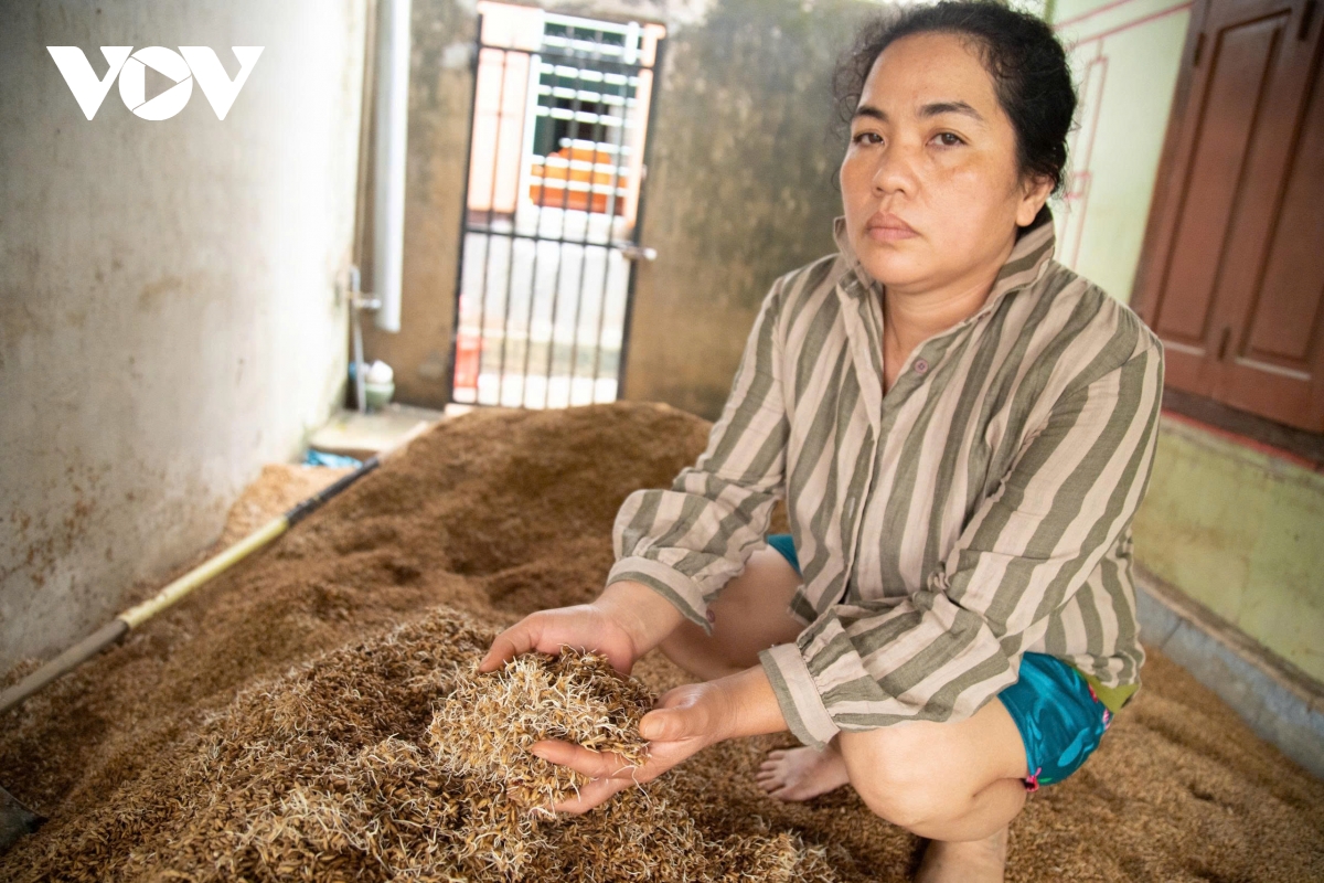 Xót xa lúa, gạo ở Phú Yên mọc mầm, mốc meo sau trận lũ lịch sử