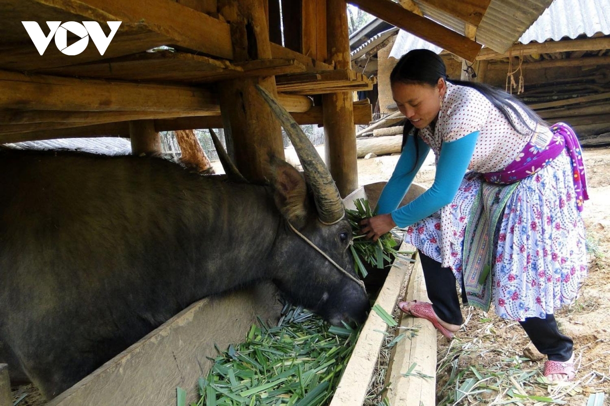 lai chau chu dong trien khai cac bien phap ung pho voi ret dam, ret hai hinh anh 1