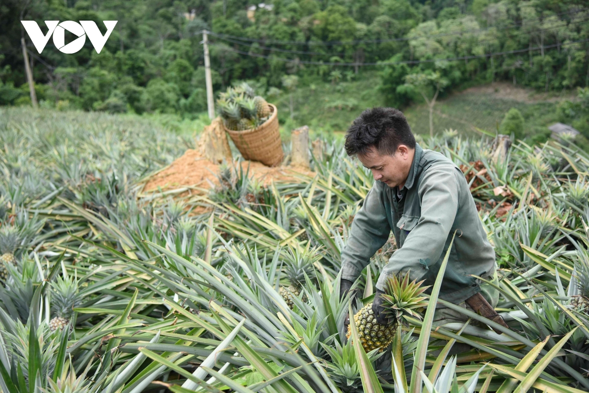 Vùng cao Điện Biên đổi thay từ chương trình mục tiêu quốc gia