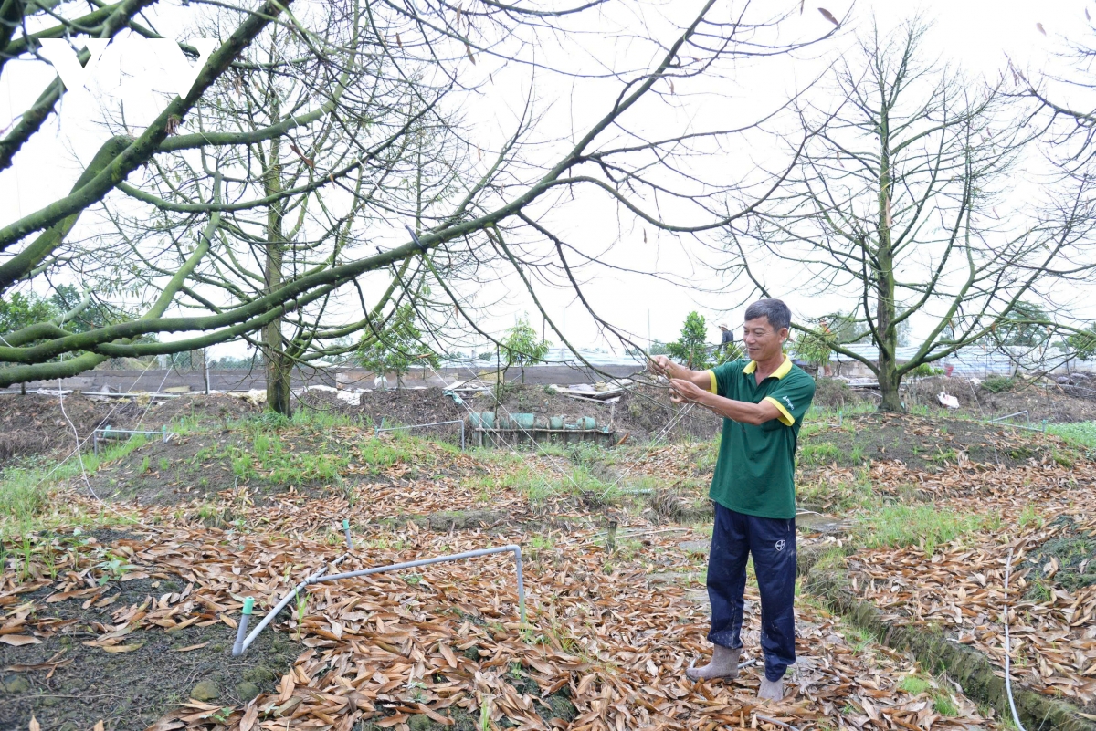 Lũ, triều cường gây thiệt hại nặng nề đối với sản xuất nông nghiệp ở Đồng Tháp