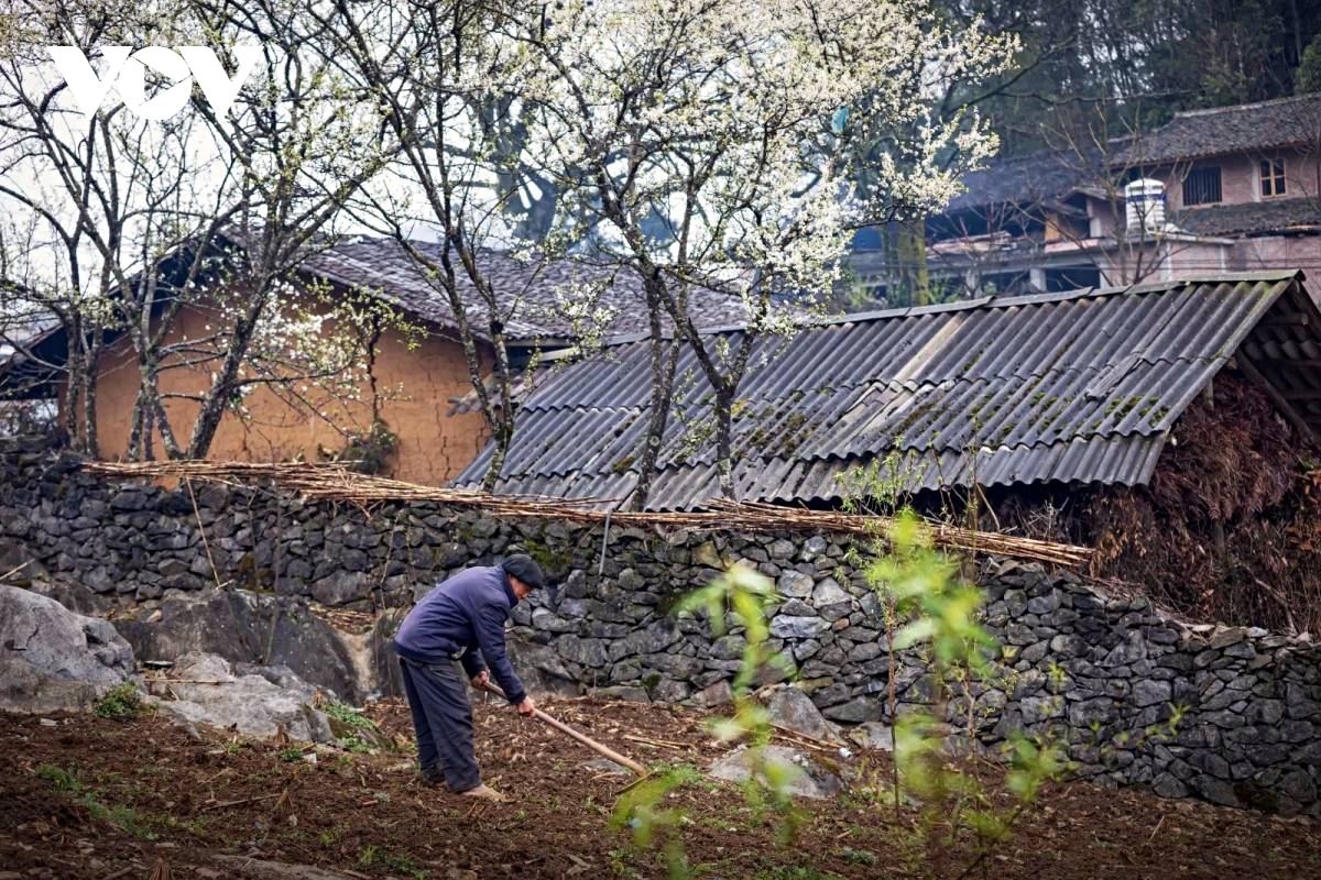 vitality on dong van karst plateau a unesco global geopark picture 10