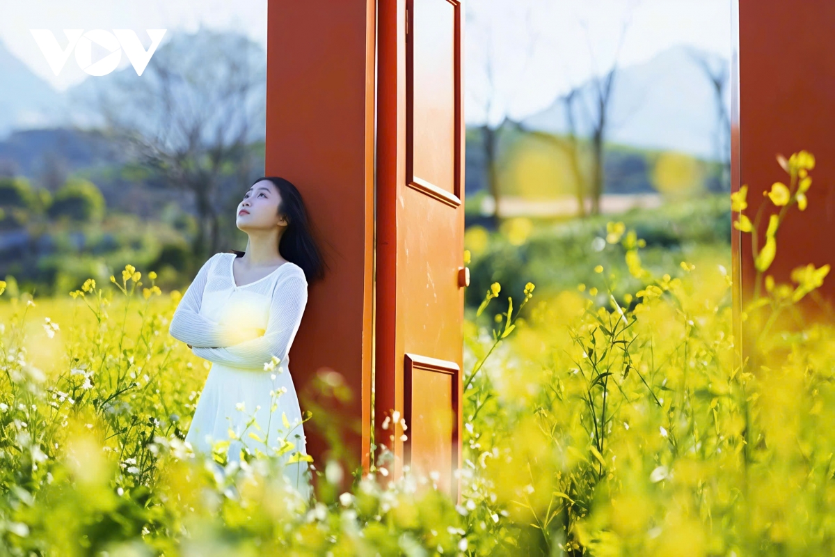 sac hoa goi dong ve tren cao nguyen moc chau hinh anh 10