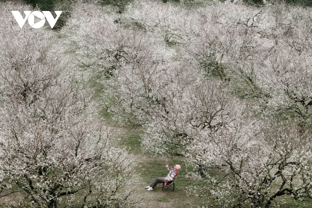 sac hoa goi dong ve tren cao nguyen moc chau hinh anh 1