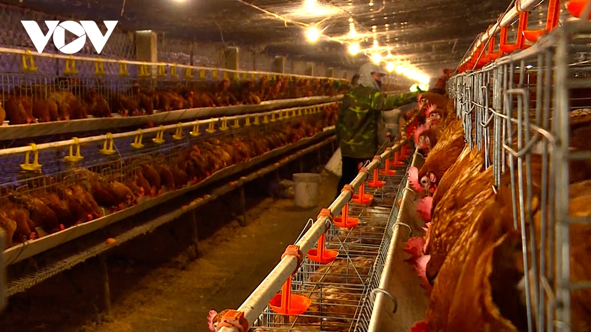 Nghệ An với mục tiêu đưa giá trị sản phẩm nông nghiệp vượt 23.000 tỷ đồng