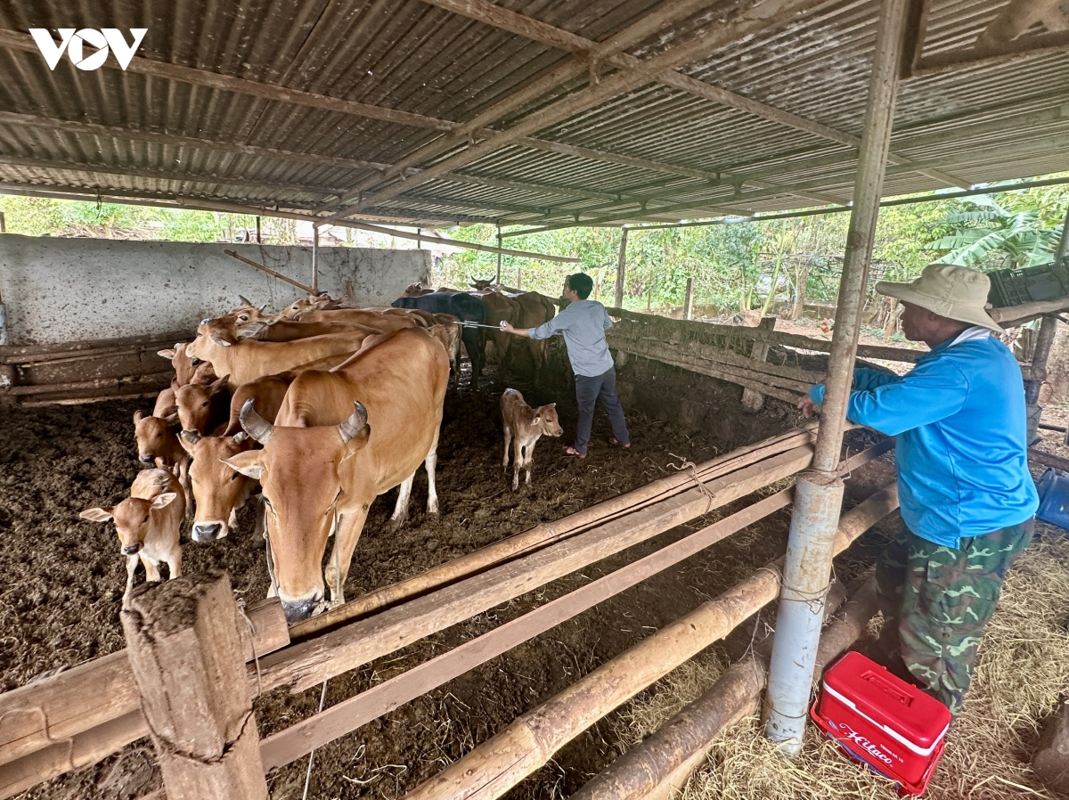 Dak lak trien khai tiem vaccine quy mo lon phong dich cho dan vat nuoi hinh anh 2