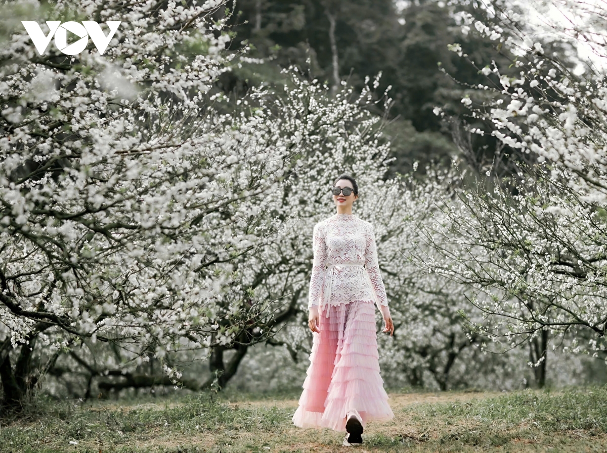 sac hoa goi dong ve tren cao nguyen moc chau hinh anh 2