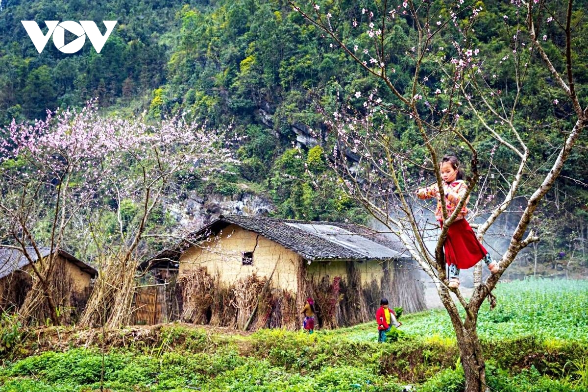 vitality on dong van karst plateau a unesco global geopark picture 3