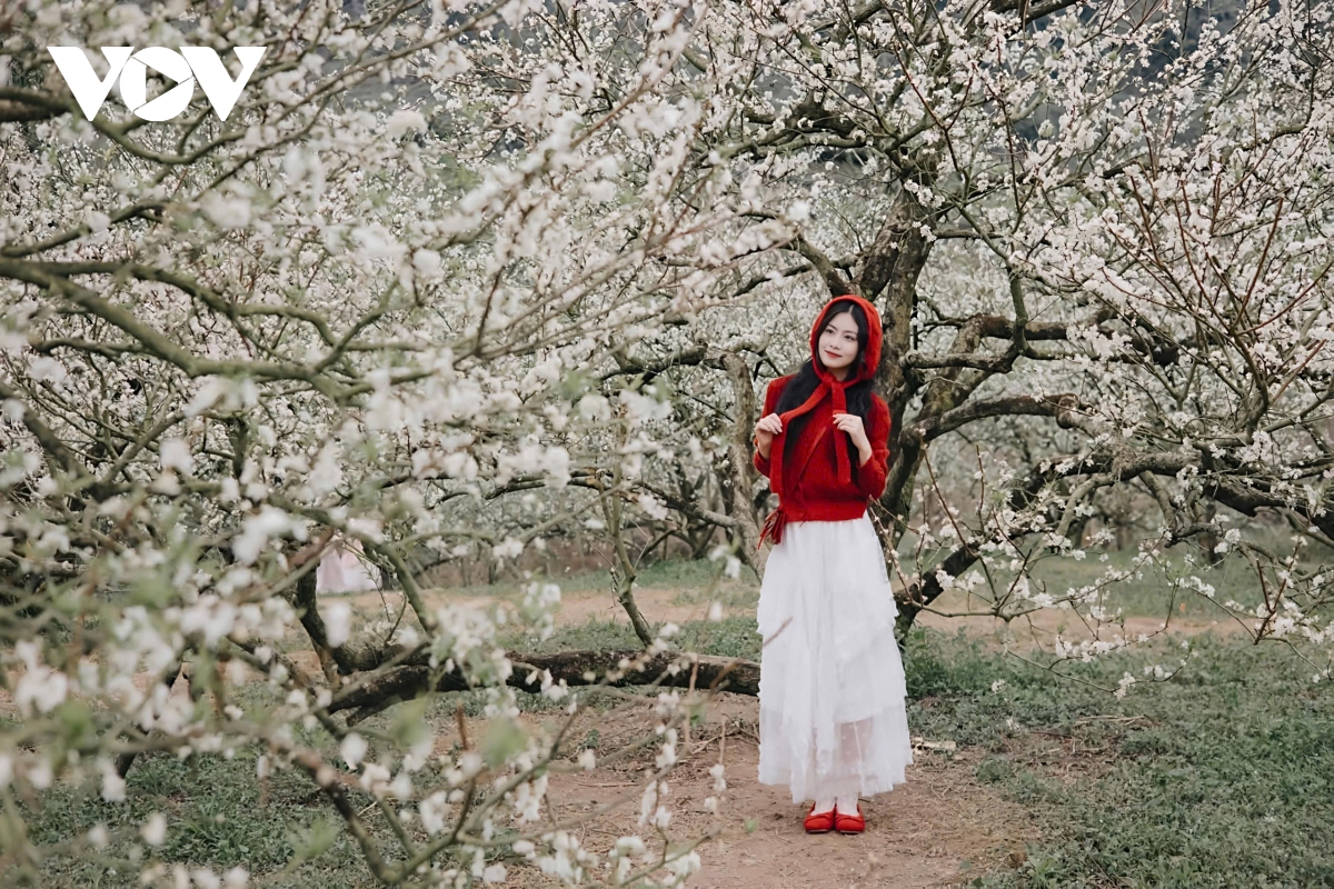 sac hoa goi dong ve tren cao nguyen moc chau hinh anh 3