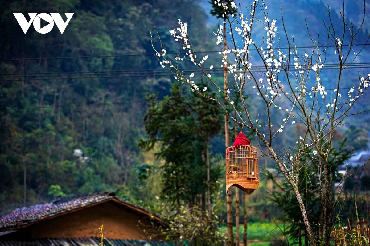 vitality on dong van karst plateau a unesco global geopark picture 4