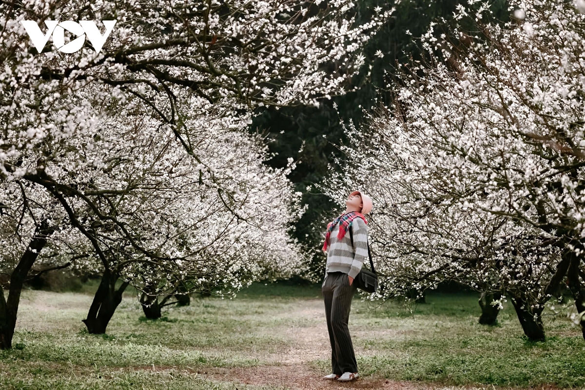 sac hoa goi dong ve tren cao nguyen moc chau hinh anh 4