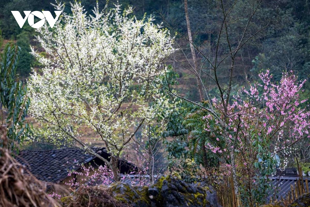 vitality on dong van karst plateau a unesco global geopark picture 5