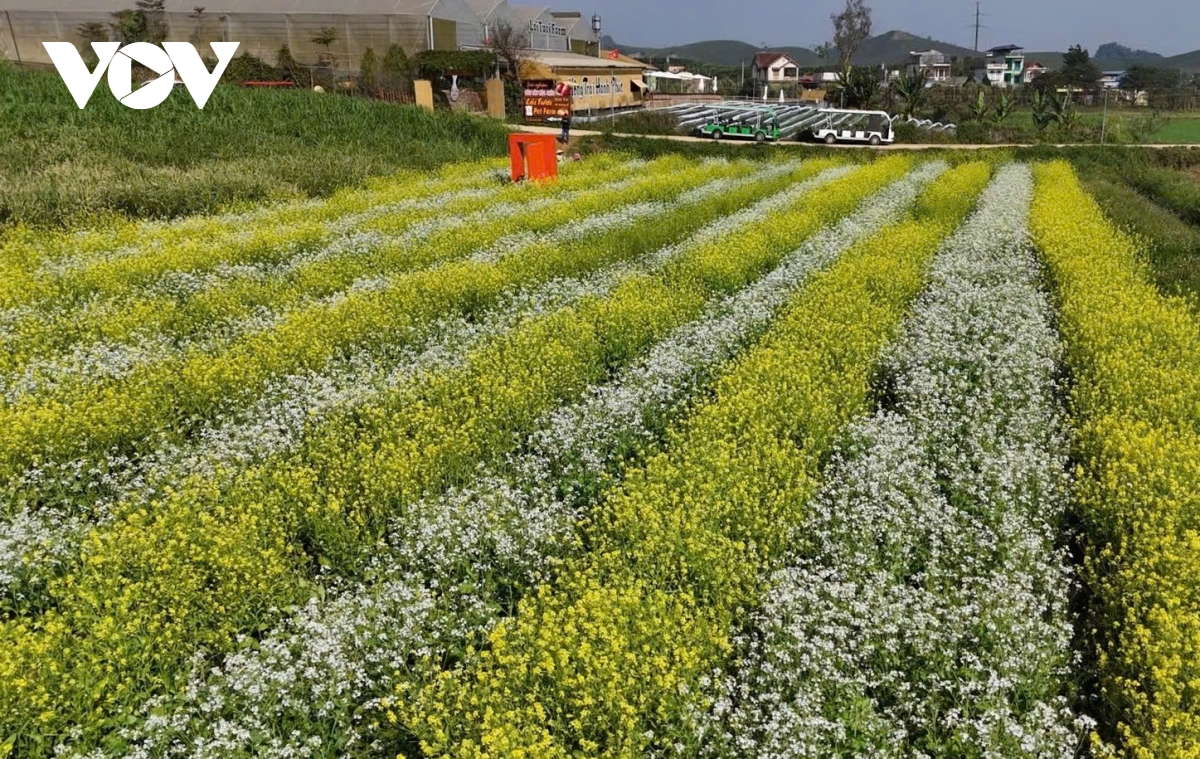 sac hoa goi dong ve tren cao nguyen moc chau hinh anh 5