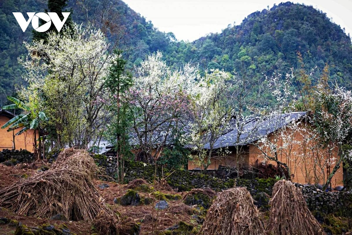 vitality on dong van karst plateau a unesco global geopark picture 7