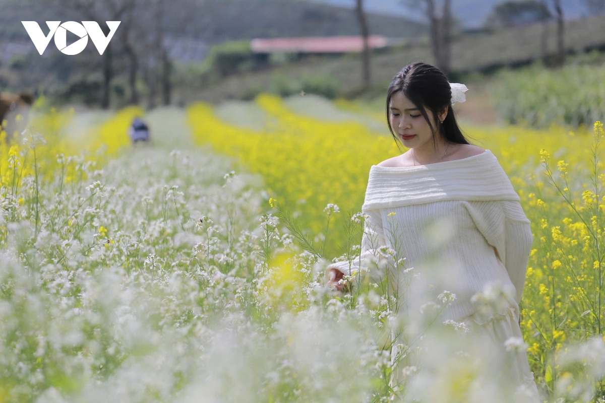 sac hoa goi dong ve tren cao nguyen moc chau hinh anh 7