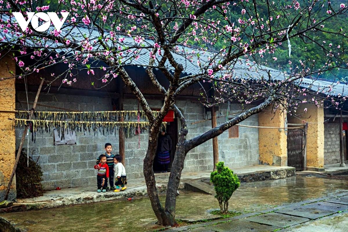 vitality on dong van karst plateau a unesco global geopark picture 8