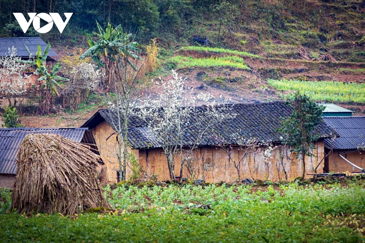 vitality on dong van karst plateau a unesco global geopark picture 9