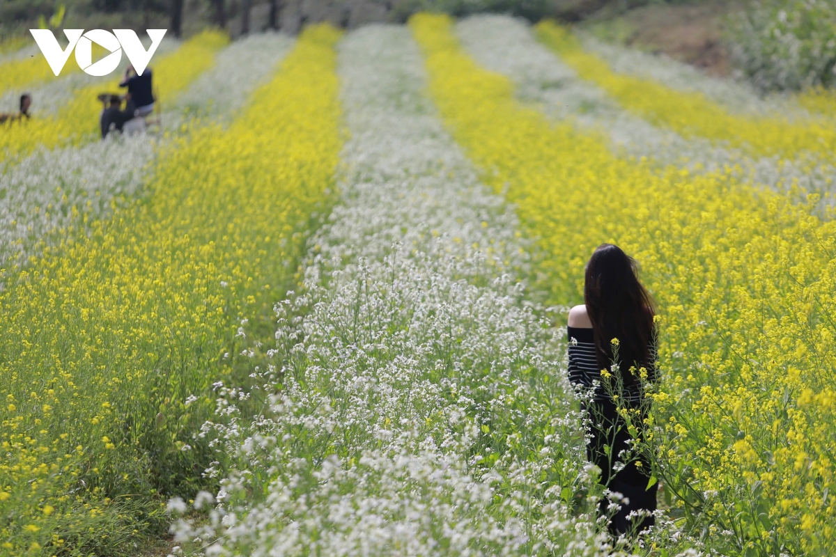 sac hoa goi dong ve tren cao nguyen moc chau hinh anh 9