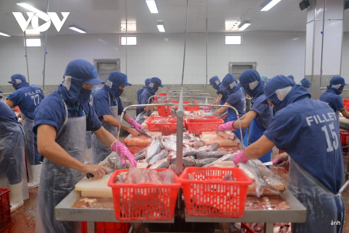 Transformation de produits aquatiques pour l'exportation. Photo : VOV