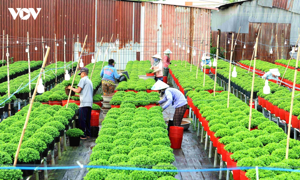 khong khi nhon nhip chuan bi cho festival hoa kieng sa Dec nam 2025 hinh anh 5