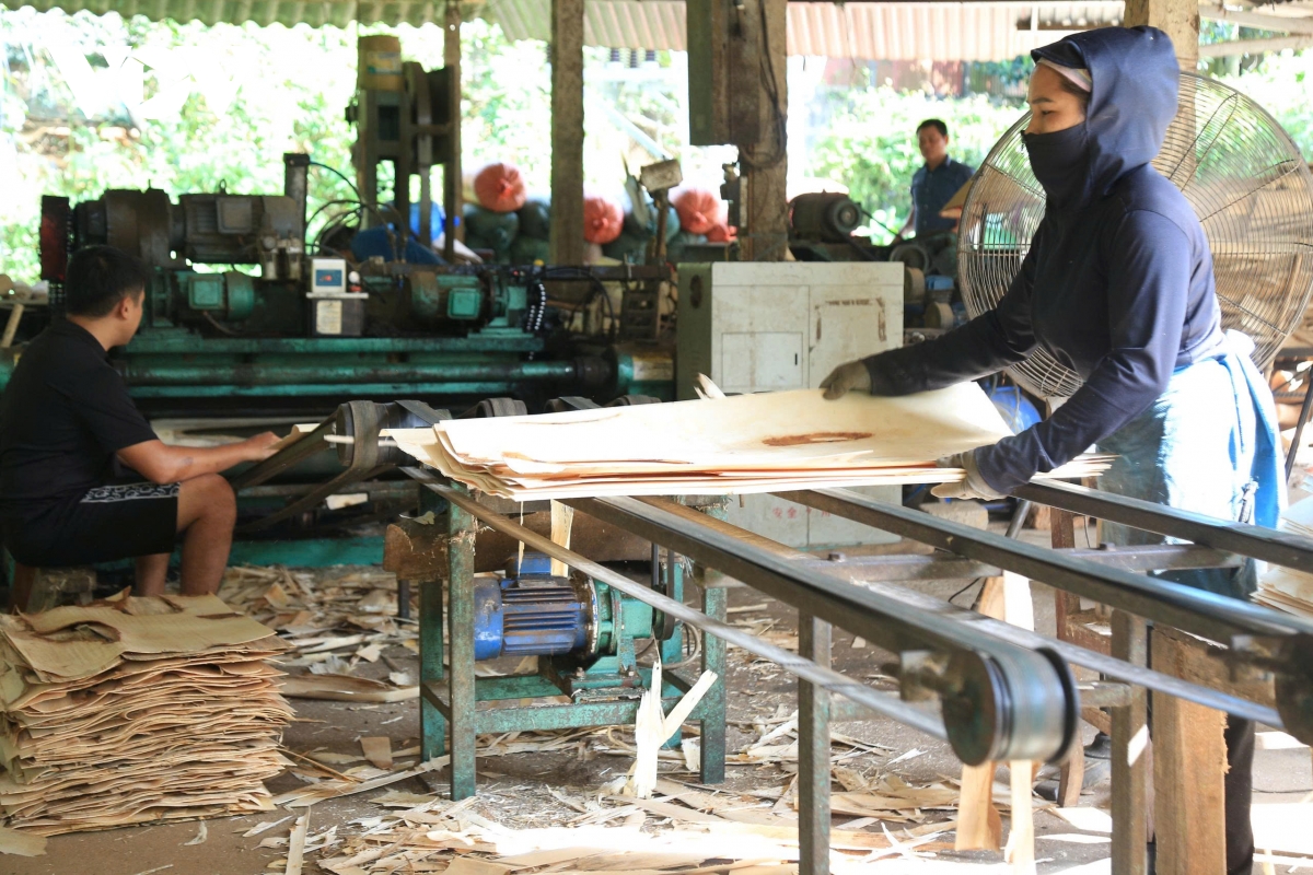 Bên cạnh trồng rừng, người dân địa phương còn phát triển nghề làm gỗ ván bóc.