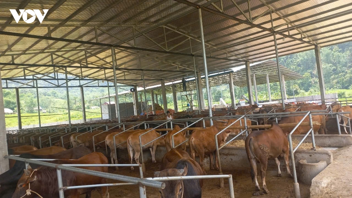 htx nong nghiep ha truc dao tao nghe de nguoi dan bam dat, bam lang hinh anh 1