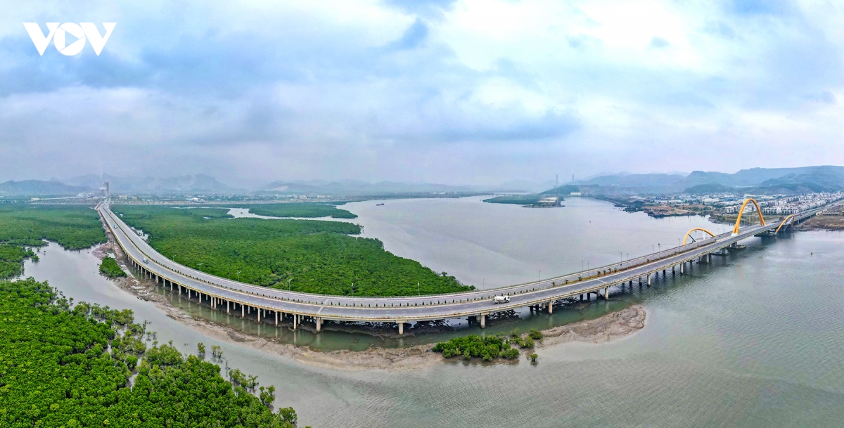 can canh nhung cay cau bac ngang vinh cua luc quang ninh hinh anh 10