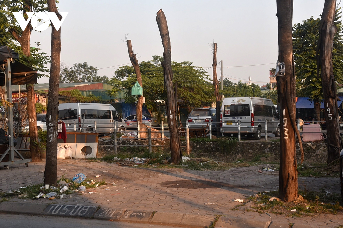 Hà Nội loạt cây xanh dựng lại sau bão chết khô trên phố Dương Văn Bé