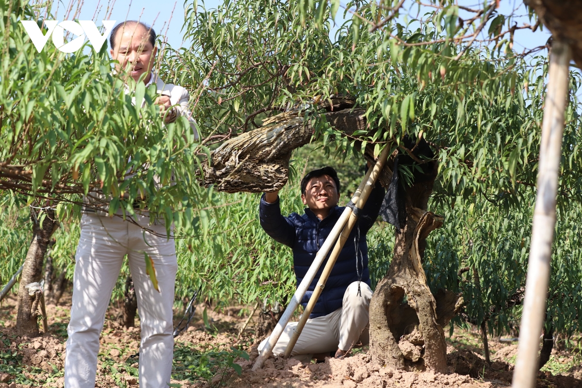 ruc ro sac xuan lang vi khe 800 nam tuoi quat triu qua, dao tham nu doi tet ve hinh anh 2