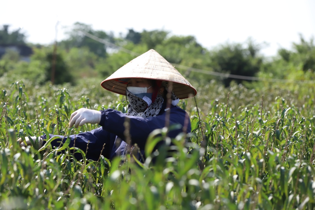 ruc ro sac xuan lang vi khe 800 nam tuoi quat triu qua, dao tham nu doi tet ve hinh anh 4