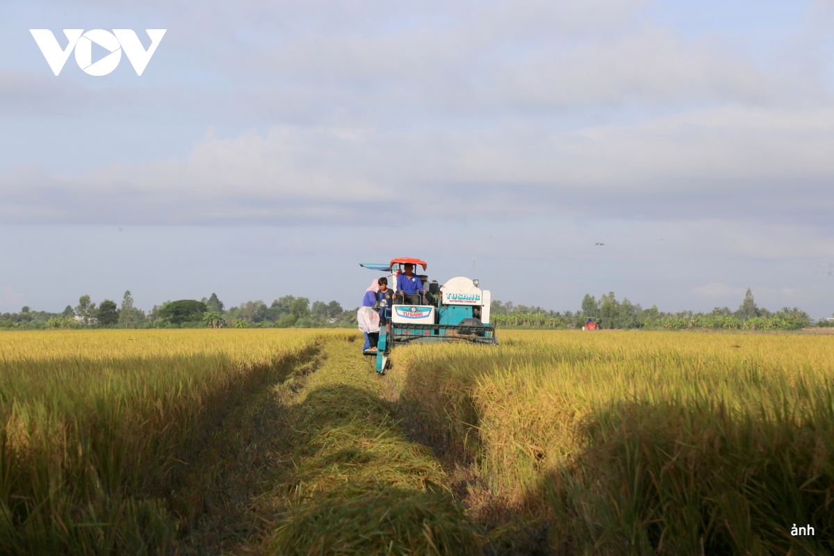 Содействие сотрудничеству между Вьетнамом и Японией в рамках проекта по выращиванию риса на площади 1 миллион гектаров в дельте Меконга (изображение 1)